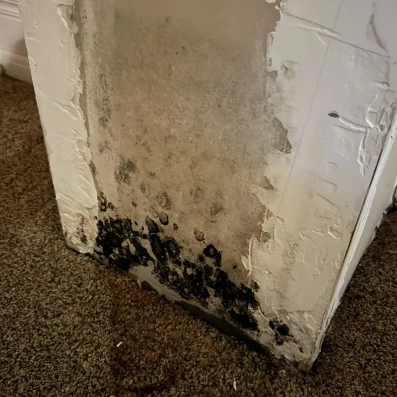 Professional Mold Removal in Walnut Cove, NC